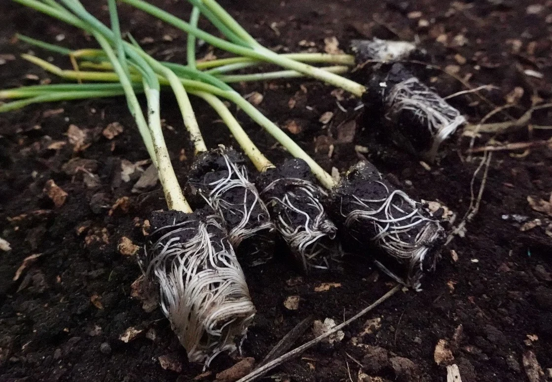 Trasplante sin estrés